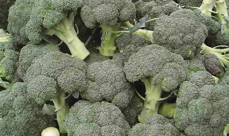 У Львові в імпортній партії броколі знайшли небезпечного шкідника