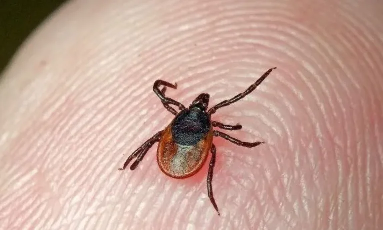 На Львівщині через укуси кліщів у квітні діагностували хворобу Лайма