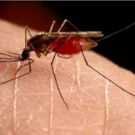 У Львові з ока жінки дістали 7-сантиметрового паразита після укусу комара