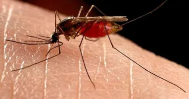 У Львові з ока жінки дістали 7-сантиметрового паразита після укусу комара