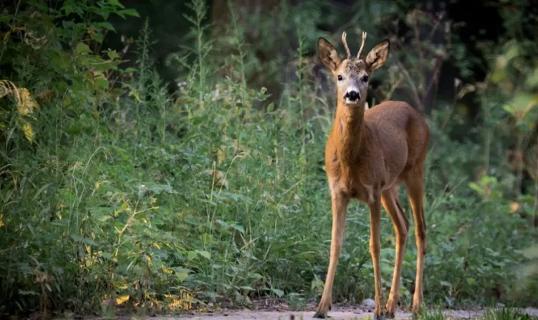 На Львівщині мисливців зобов’язали сплатити майже 100 тис. грн за вбивство трьох козуль