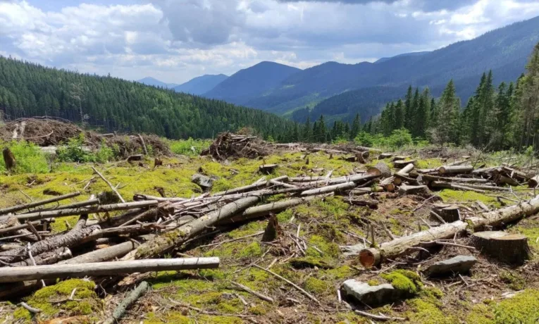 На Львівщині розслідують незаконну рубку дерев у Карпатах на 8 млн грн