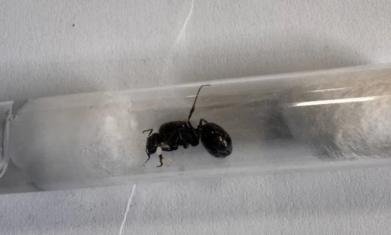 У посилці з України до Польщі виявили понад 2500 комах у скляних колбах