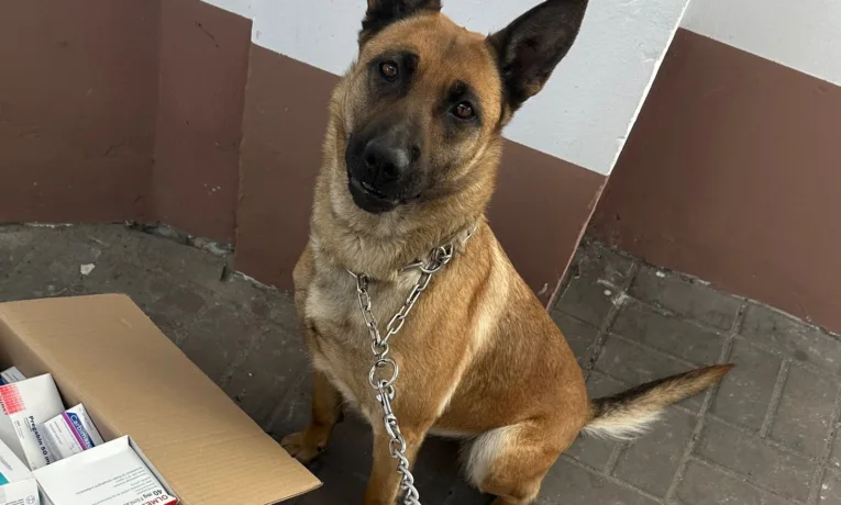 На кордоні з Польщею вівчарка Алсу виявила партію нарковмісних таблеток