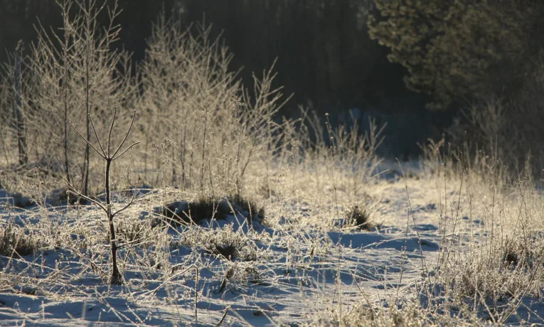 Суд повернув Львівській громаді 3 гектари торфовища “Білогорща”