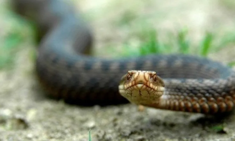 На Львівщині 10-річну дівчинку вкусила змія