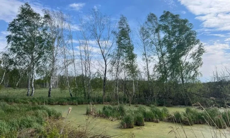 У власність Львова повернули ще одну частину заказника “Торфовище Білогорща”