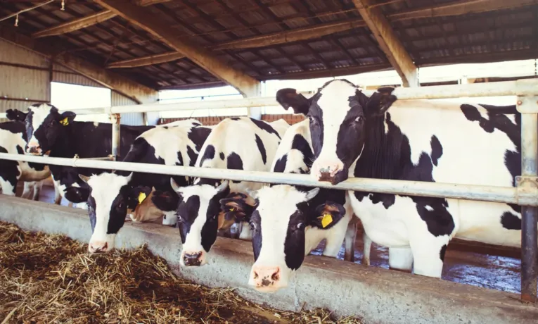 Львівські співвласники IT-компанії SoftServe Микола Кміть і Тарас Кицмей почали будувати корівник на 2000 голів біля Моршина