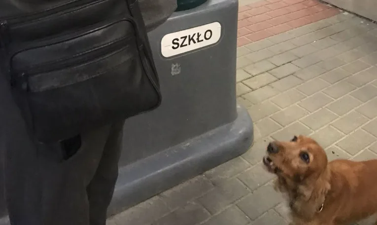 На Львівщині службові собаки виявили наркотики в автобусі та потязі