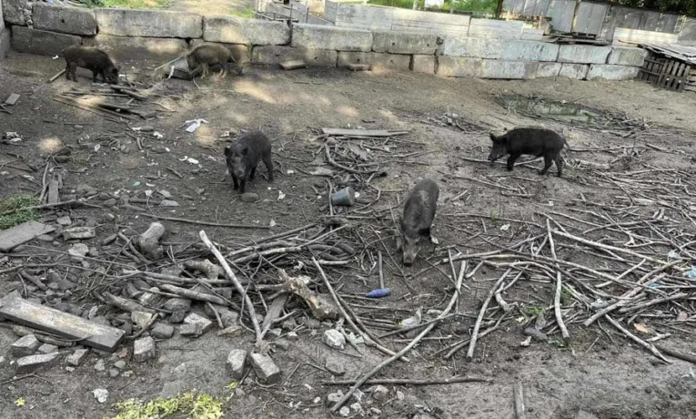 Львівський бізнесмен організував розведення свиней у житловій зоні Брюховичів