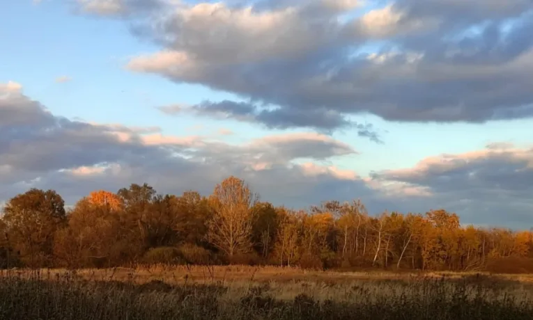 У Львівській громаді створюють найбільший природний заказник — “Північні Торфовища”