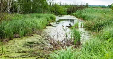 Верховний суд повернув громаді Львова ще 3,2 га “Торфовища Білогорща”