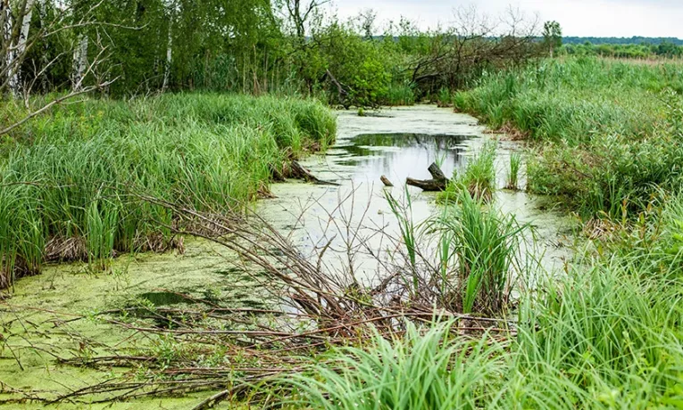 Землі заказника “Торфовище Білогорща” остаточно повернули Львівській громаді: апеляційний суд підтвердив рішення