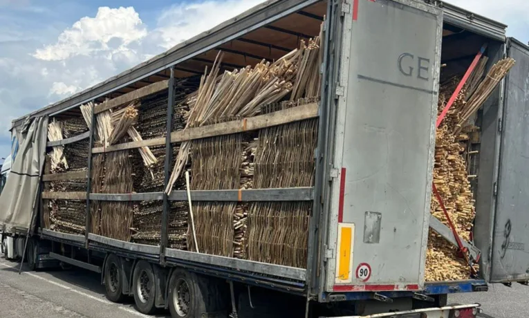 На Львівщині підприємиця нелегально продавала деревину польській фірмі