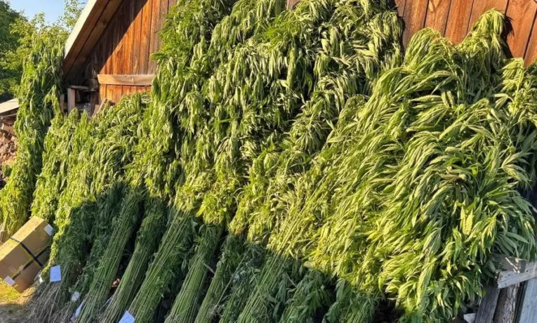 На Львівщині чоловік виростив понад 2000 конопель, його затримали правоохоронці