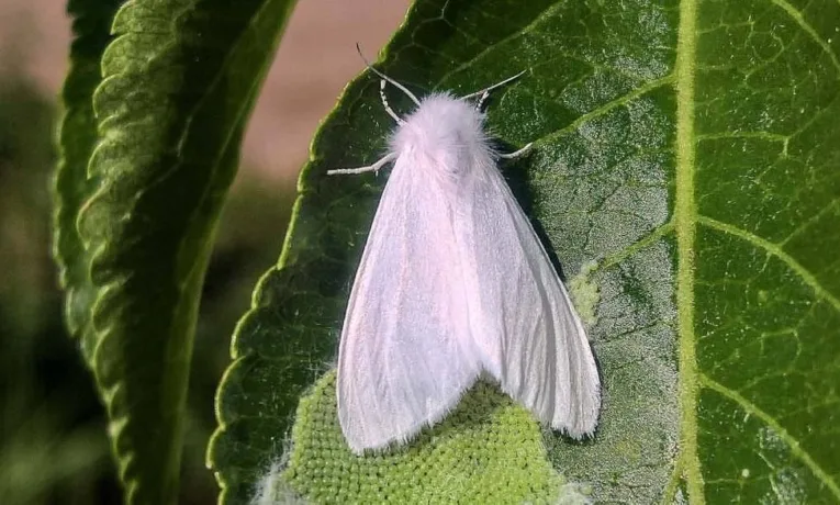 У Львівському районі оголосили карантин через появу американського білого метелика