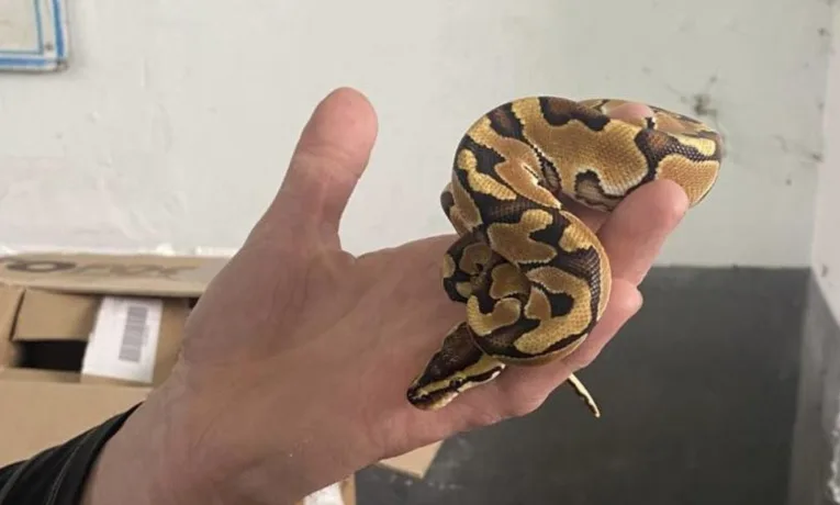 Львівські митники виявили королівського пітона у багажнику авто