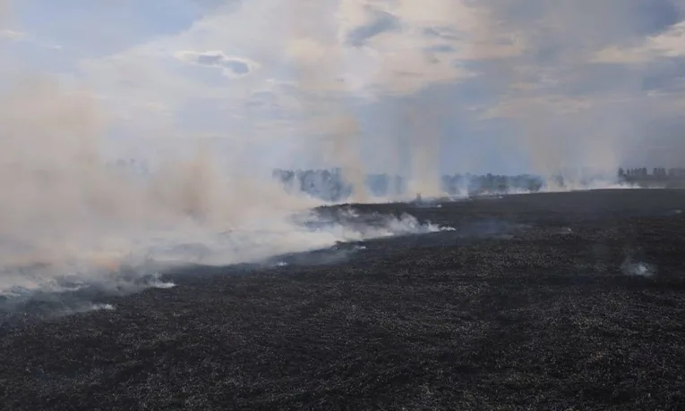 На Львівщині горіло поле пшениці, знищено 50 тонн урожаю