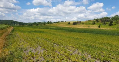 Буська міська рада відсудила у підприємства “Ротен” понад 10 гектарів землі через несплату оренди