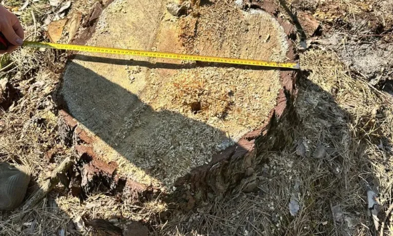 На Львівщині ДБР викрили екскерівника Рава-Руського лісництва, який допустив незаконну вирубку дерев на майже 10 млн грн