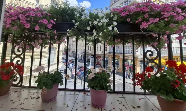 У Львові нагородили власників найгарніших квітучих балконів і підвіконь