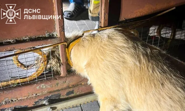 Львівські надзвичайники врятували двох собак з небезпеки
