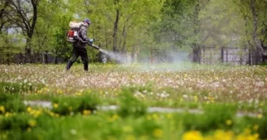 У Львові впродовж трьох днів оброблятимуть парки від кліщів