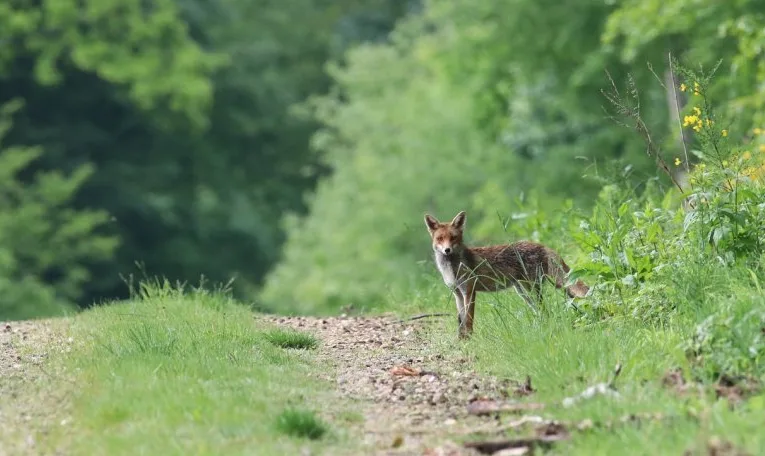 На Львівщині розпочали вакцинацію диких тварин проти сказу