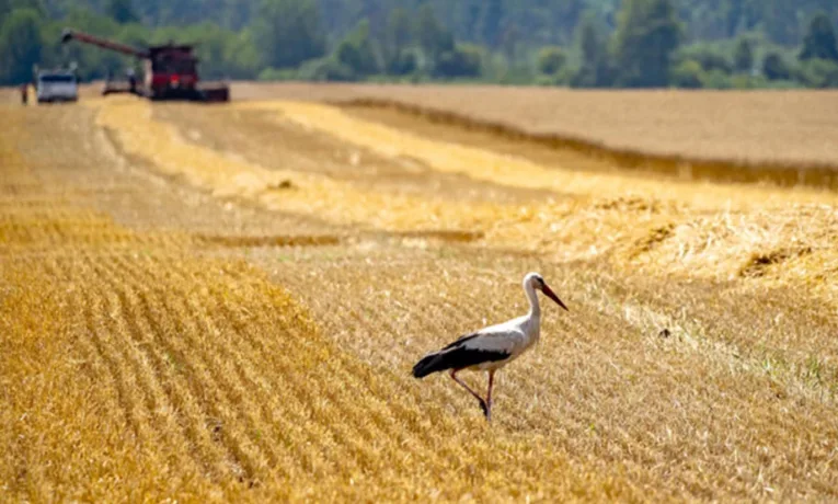 Аграрії Львівщини зібрали найбільший врожай озимого ріпаку в Україні