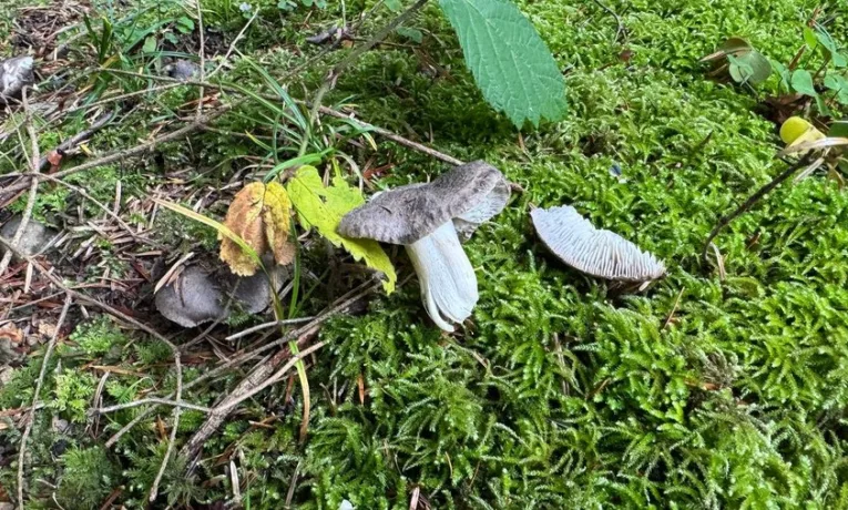 На Львівщині 13-річного підлітка госпіталізували через отруєння грибами