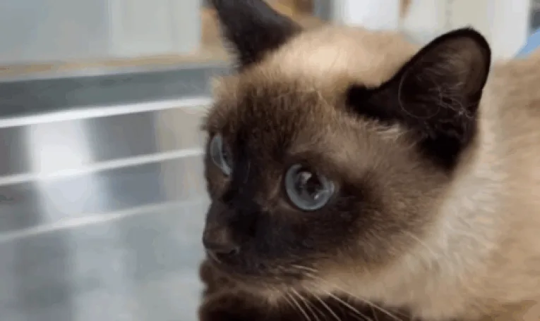 Жахлива знахідка під Львовом: у квартирі мертва жінка та п’ятеро котів — вижила лише одна кішка