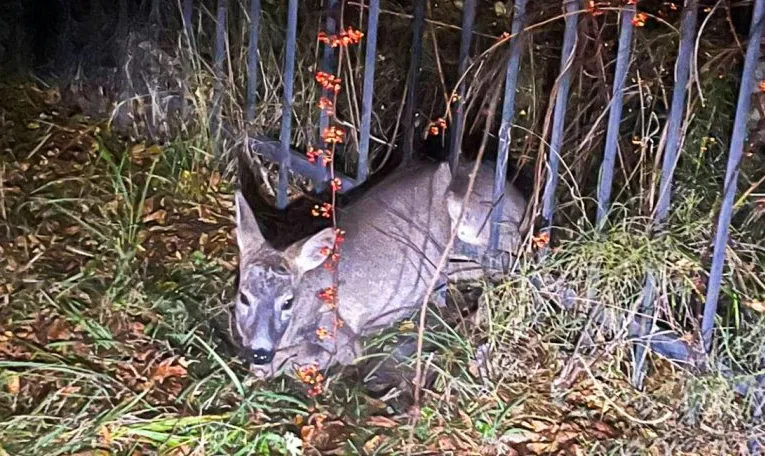 У Трускавці рятувальники звільнили косулю, яка застрягла в металевій огорожі