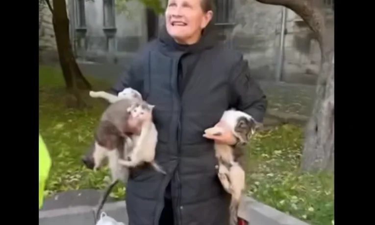 У Львові вилучили виснажених кошенят у жінки, яка говорила про їх жертвоприношення