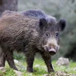 На території Львівської області посилять заходи із регулювання чисельності диких тварин