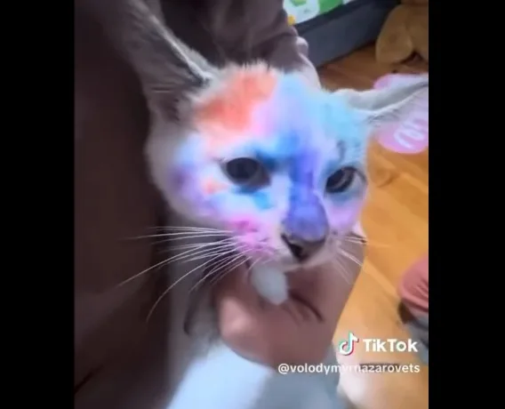 У Львові поліція перевіряє інцидент із розмальованим кошеням, відео якого опублікувала лікарка