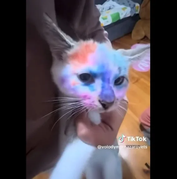 У Львові поліція перевіряє інцидент із розмальованим кошеням, відео якого опублікувала лікарка