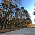 Понад 14 гектарів брюховицького лісу планують забудувати котеджами