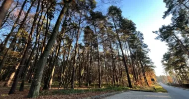 Понад 14 гектарів брюховицького лісу планують забудувати котеджами