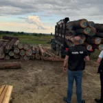 На Львівщині викрито схему незаконної вирубки лісу на 9 млн грн