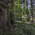 На Львівщині пам’ятці природи “Багнувата” забезпечать охоронний статус