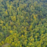 Суд зобов’язав «Ліси України» забезпечити охоронний статус ділянці пралісу на Львівщині