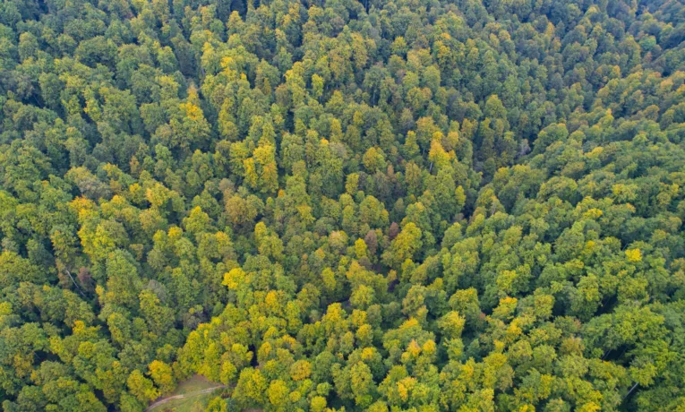 Суд зобов’язав «Ліси України» забезпечити охоронний статус ділянці пралісу на Львівщині