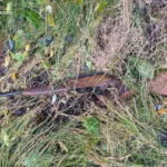 “Сафарі” на Стрийщині: судитимуть чоловіків, які стріляли в авто лісничого