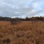 На Львівщині планують створити ботанічний заказник «Кави» площею понад 200 га