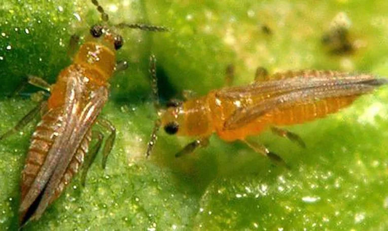 У Львівській області в імпортному вантажі виявлено небезпечного західного квіткового трипса