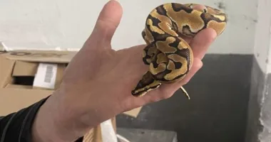 iPhone на пів мільйона доларів, кокаїн на 42 млн і 2,5 тис. мурах-нелегалів: Львівська митниця розповіла про найгучніші порушення