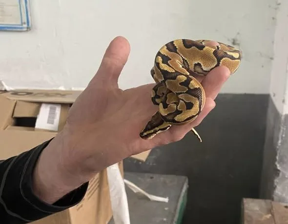 iPhone на пів мільйона доларів, кокаїн на 42 млн і 2,5 тис. мурах-нелегалів: Львівська митниця розповіла про найгучніші порушення