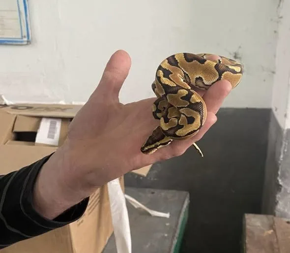 iPhone на пів мільйона доларів, кокаїн на 42 млн і 2,5 тис. мурах-нелегалів: Львівська митниця розповіла про найгучніші порушення