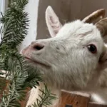 Головну ялинку Львова вперше передали до «Домівки врятованих тварин»