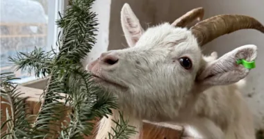 Головну ялинку Львова вперше передали до «Домівки врятованих тварин»